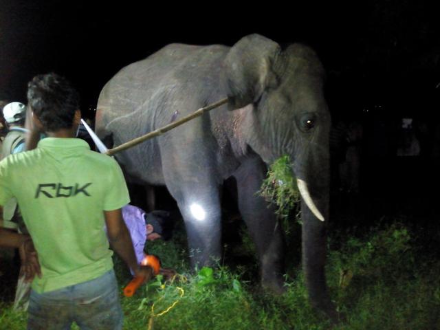 Officials said the elephant entered into Burdwan from Patrasayer in Bankura district.(HT photo)