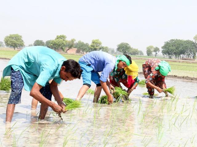 Labourers were seen planting paddy at Kotshamir village near Bathinda on Tuesday.(Sanjeev Kumar/HT Photo)