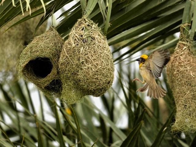 A weaver bird in the process of making a nest before monsoon on the outskirts of Chandigarh. (Ravi Kumar/HT Photo) A weaver bird in the process of making a nest before monsoon on the outskirts of Chandigarh. (Ravi Kumar/HT Photo)