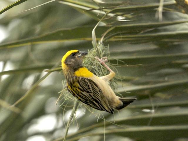 A weaver bird in the process of collecting grass for making a nest before monsoon on the outskirts of Chandigarh on Wednesday. (Ravi Kumar/HT Photo) A weaver bird in the process of collecting grass for making a nest before monsoon on the outskirts of Chandigarh on Wednesday. (Ravi Kumar/HT Photo)