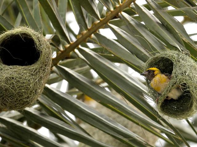 A weaver bird strengthens the nest ahead of monsoon on the outskirts of Chandigarh on Wednesday. (Ravi Kumar/HT Photo) A weaver bird strengthens the nest ahead of monsoon on the outskirts of Chandigarh on Wednesday. (Ravi Kumar/HT Photo)