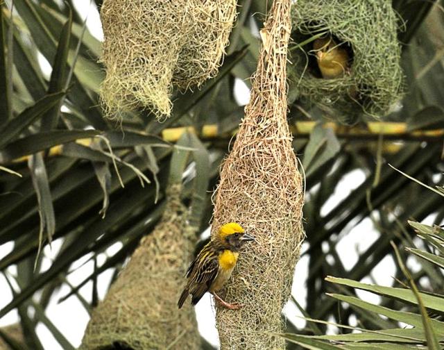 Weaver birds in the process of making nests before monsoon on the outskirts of Chandigarh on Wednesday. (Ravi Kumar/HT Photo) Weaver birds in the process of making nests before monsoon on the outskirts of Chandigarh on Wednesday. (Ravi Kumar/HT Photo)