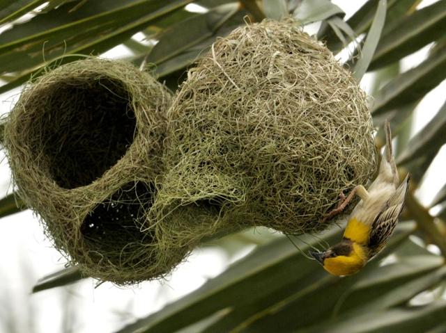 Winged weavers prepare for monsoon | Hindustan Times