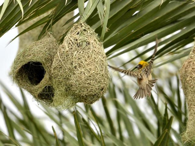 A weaver bird in the process of making a nest before monsoon on the outskirts of Chandigarh on Wednesday. (Ravi Kumar/HT Photo) A weaver bird in the process of making a nest before monsoon on the outskirts of Chandigarh on Wednesday. (Ravi Kumar/HT Photo)