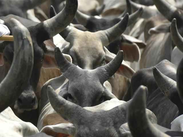 Two Muslim cattle herders including a minor boy were killed and hanged at Jhabar village in the state’s Latehar district in March triggering nationwide outrage. (JS Grewal/HT Photo/Representative Image) Two Muslim cattle herders including a minor boy were killed and hanged at Jhabar village in the state’s Latehar district in March triggering nationwide outrage. (JS Grewal/HT Photo/Representative Image)
