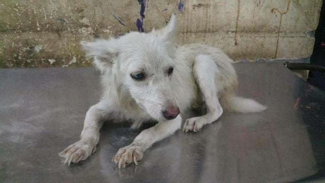 Come forward to adopt this Spitz Come forward to adopt this Spitz