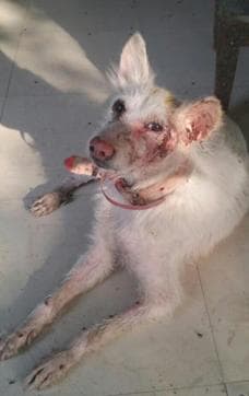 Another spitz who came in on Sunday at the SPCA shelter, with fungal infection and some skin issues. Another spitz who came in on Sunday at the SPCA shelter, with fungal infection and some skin issues.
