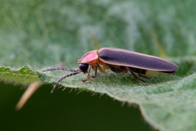 Fireflies are bioluminescent insects (winged beetles, actually) that produce a yellow glow to attract mates. (Shutterstock) Fireflies are bioluminescent insects (winged beetles, actually) that produce a yellow glow to attract mates. (Shutterstock)