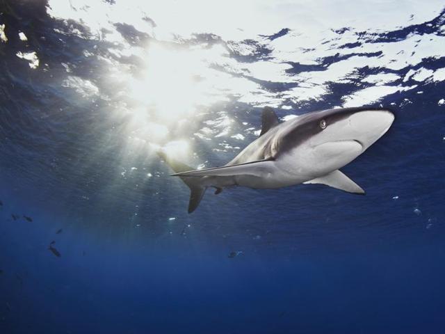 A Silky shark (Ajit SN) A Silky shark (Ajit SN)