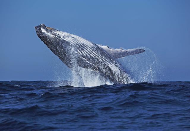 A Humpback whale (Ajit SN) A Humpback whale (Ajit SN)