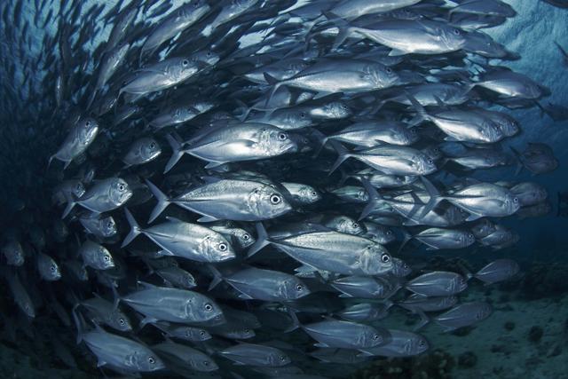 A school of Jack fish (Ajit SN) A school of Jack fish (Ajit SN)