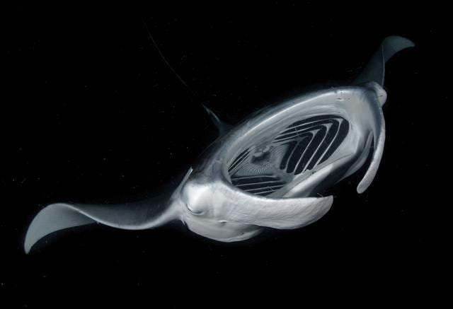 Manta ray (Photo: Ajit SN) Manta ray (Photo: Ajit SN)