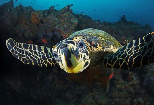 Hawksbill turtle (Photo: Ajit SN) Hawksbill turtle (Photo: Ajit SN)