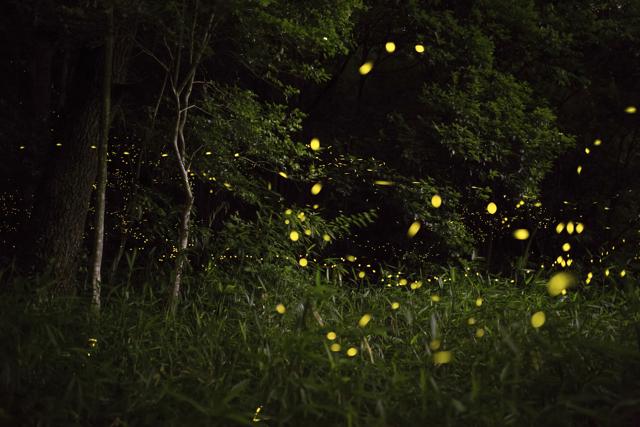 Weekend Getaway Firefly Spotting Outside Mumbai Hindustan Times Lit up by fireflies grassroutes specialises in organising tours across central and western rural india. firefly spotting outside mumbai