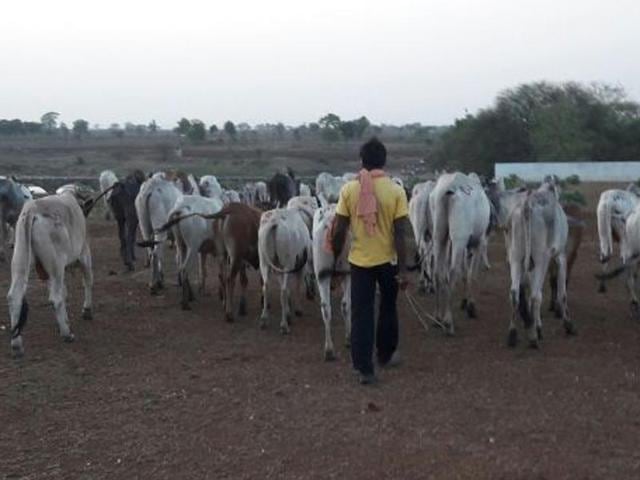 Several parts of Jharkhand have witnessed communal violence and related incidents over the past few months. (HT photo for representation) Several parts of Jharkhand have witnessed communal violence and related incidents over the past few months. (HT photo for representation)