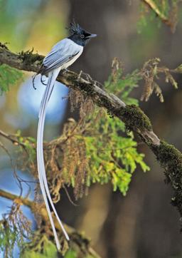 The Asian Paradise Flycatcher is one of the most stunning birds in India with a long white tail which it acquires after its fifth year. Recently there have been records of it breeding in the NCR (Photo Courtesy: Bikram Grewal) The Asian Paradise Flycatcher is one of the most stunning birds in India with a long white tail which it acquires after its fifth year. Recently there have been records of it breeding in the NCR (Photo Courtesy: Bikram Grewal)