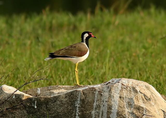 The Red-Wattled Lapwing has one of the loveliest calls (Photo courtesy: Bikram Grewal) The Red-Wattled Lapwing has one of the loveliest calls (Photo courtesy: Bikram Grewal)