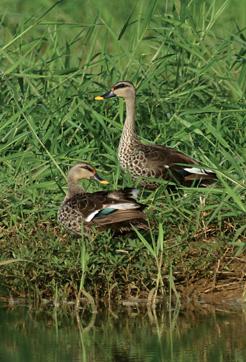 Spot-Billed Ducks, one of the few resident ducks of India. (Photo courtesy: ) Spot-Billed Ducks, one of the few resident ducks of India. (Photo courtesy: )