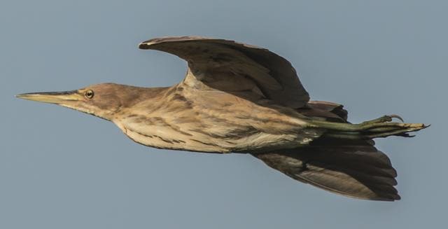The Cinnamon Bittern. Bitters are seen in three colours — cinnamon, black and yellow, and are one of the most secretive birds. They are more easily visible in summer because it is breeding season and they are displaying themselves to partners (Photo Courtesy: Bikram Grewal) The Cinnamon Bittern. Bitters are seen in three colours — cinnamon, black and yellow, and are one of the most secretive birds. They are more easily visible in summer because it is breeding season and they are displaying themselves to partners (Photo Courtesy: Bikram Grewal)