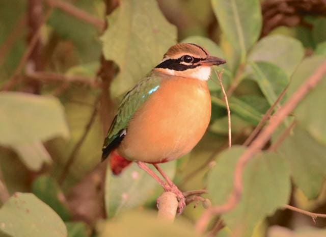 The Indian Pitta is one of the most sought-after birds by birders all over the country because of its beauty and its ability to hide itself. Its call often gives its presence away during the breeding season in the summer (Photo courtesy: Bikram Grewal) The Indian Pitta is one of the most sought-after birds by birders all over the country because of its beauty and its ability to hide itself. Its call often gives its presence away during the breeding season in the summer (Photo courtesy: Bikram Grewal)