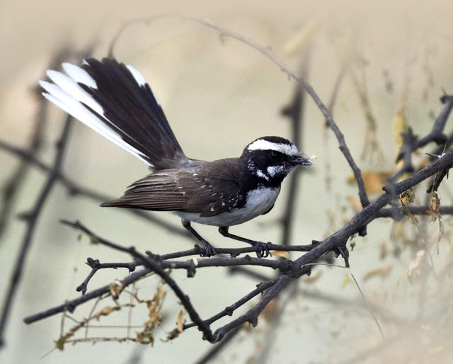 Australian Bird Watching Checklist - Aussie Bird Count