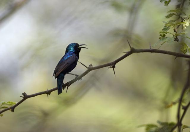 A Purple Sunbird at the Asola Bhatti Wildlife Sanctury (Sanjeev Verma/Hindustan Times) A Purple Sunbird at the Asola Bhatti Wildlife Sanctury (Sanjeev Verma/Hindustan Times)