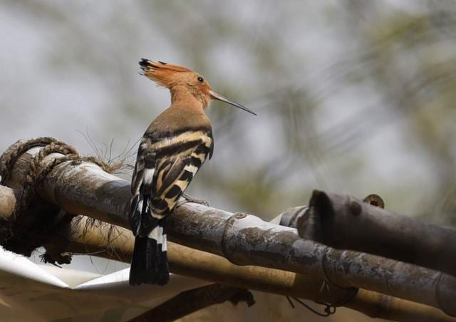 A Common Hoopoe at the Asola Bhatti Wildlife Sanctury (Sanjeev Verma/Hindustan Times) A Common Hoopoe at the Asola Bhatti Wildlife Sanctury (Sanjeev Verma/Hindustan Times)