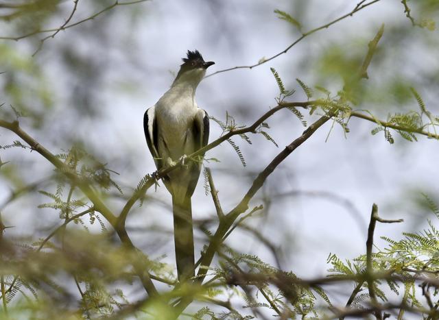 A Pied Cuckoo at the Asola Bhatti Wildlife Sanctury (Sanjeev Verma/Hindustan Times) A Pied Cuckoo at the Asola Bhatti Wildlife Sanctury (Sanjeev Verma/Hindustan Times)
