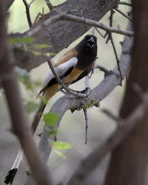 A Rufous Treepie at Asola Bhatti Wildlife Sanctury (Sanjeev Verma/Hindustan Times) A Rufous Treepie at Asola Bhatti Wildlife Sanctury (Sanjeev Verma/Hindustan Times)