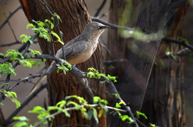 A Yellow-Eyed Babbler at Asola Bhatti Wildlife Sanctury (Sanjeev Verma/Hindustan Times) A Yellow-Eyed Babbler at Asola Bhatti Wildlife Sanctury (Sanjeev Verma/Hindustan Times)
