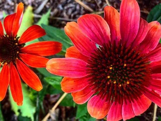The hashtag gave people a change to go out and click the nature. (Tremma) 