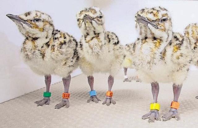 Houbara bustard chicks bred in captivity in the UAE. (Photo: International Fund for Houbara Conservation) Houbara bustard chicks bred in captivity in the UAE. (Photo: International Fund for Houbara Conservation)