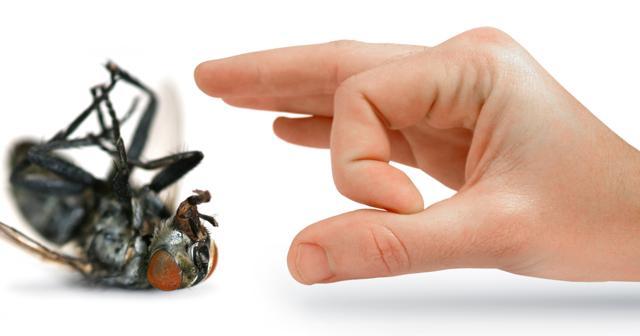 Cockroach saliva and droppings contain proteins that may trigger allergy. (Shutterstock) Cockroach saliva and droppings contain proteins that may trigger allergy. (Shutterstock)