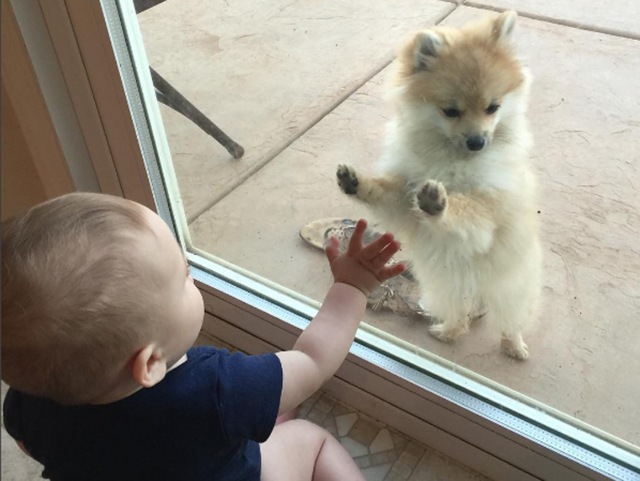 So were the little furry dogs. (Pamscozykitchen) 