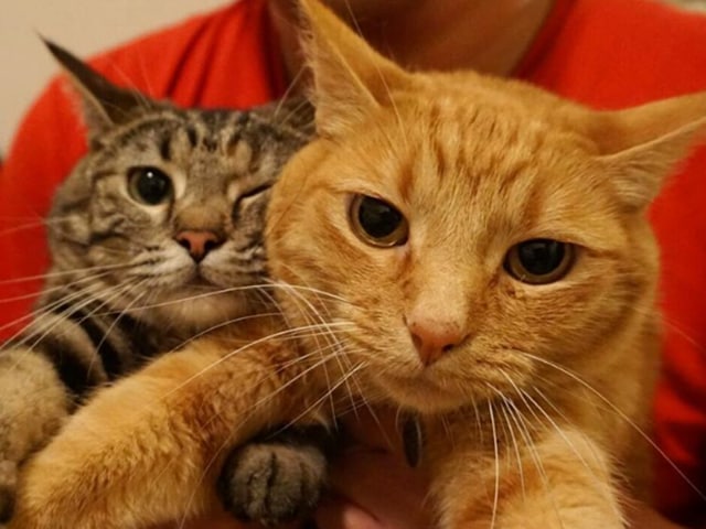 Many people looked to their cats for inspiration. (Tenthoracle) 