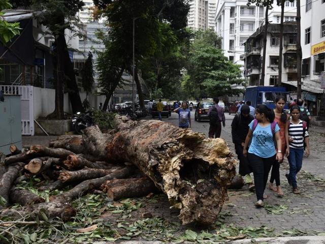 Gusty winds accompanied by rain led to several trees falling from their root in the city and in parel in Mumbai on Saturday. (Kunal Patil)