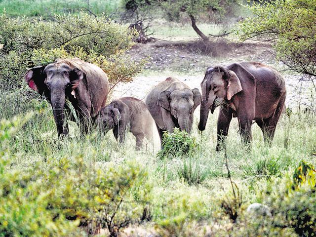 Elephants usually stray into heavily-populated areas in West Bengal, damaging crops and claiming human lives.(HT file photo)