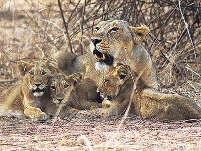 Three attacks by Gir’s lions on people have occurred over the last two months. Forest officials are now capturing lions from the wild and housing them at the Jasadhar Animal Care Centre.