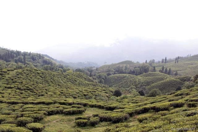 Tea gardens of Darjeeling. (Photo: Zabeeh Afaque/HT)