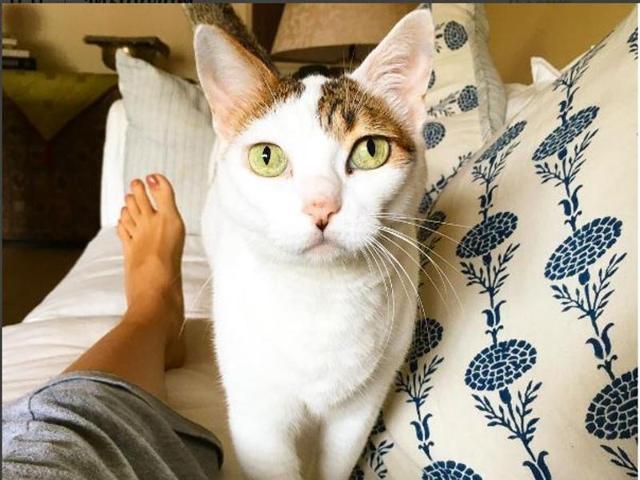 That’s how Alia Bhatt begins her day - a cute little cat to cuddle! Sharing the picture on Instagram, Alia tagged it ‘#iloveanimalsmorethanpeople’. (Instagram)