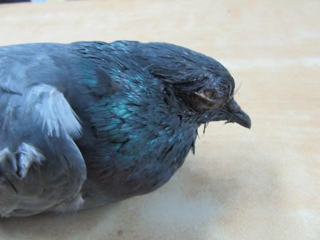 Pigeons soaked in the rains could not fly and were taken to the centre.