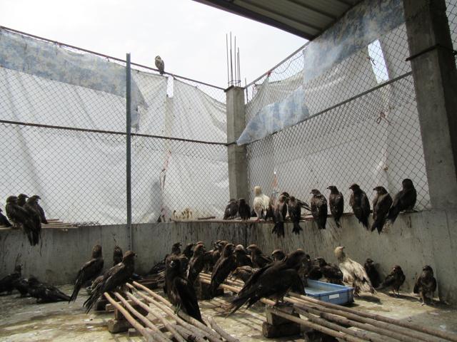 Wildlife Rescue centre for birds.