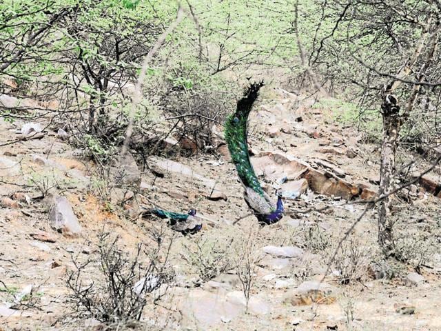 The Haryana government issued a notification on Monday declaring Mangar Bani as a no-construction zone.(Parveen Kumar/HT Photo) The Haryana government issued a notification on Monday declaring Mangar Bani as a no-construction zone.(Parveen Kumar/HT Photo)