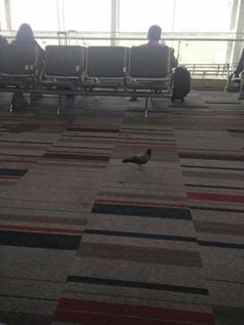 The feathered menace was a regular sore point for passengers at the airport, especially those who decided to get a meal while waiting for their flight.(Twitter account of @varunparakh89) The feathered menace was a regular sore point for passengers at the airport, especially those who decided to get a meal while waiting for their flight.(Twitter account of @varunparakh89)