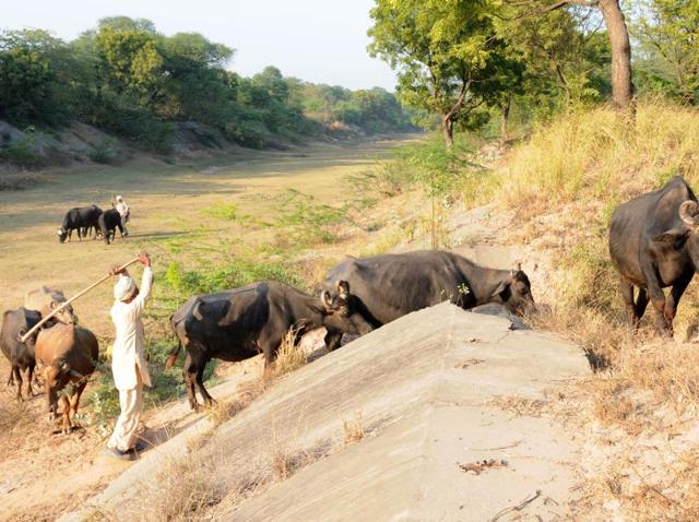 The SYL Canal near Shambhu in Patiala. (HT File Photo) The SYL Canal near Shambhu in Patiala. (HT File Photo)