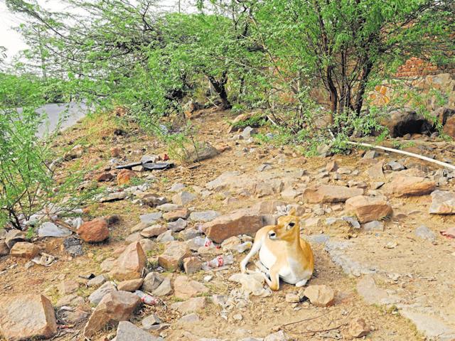 Experts say the Aravalli areas in question are geographically important as it falls in a region that is facing large-scale groundwater depletion.(Parveen Kumar/HTPhoto) Experts say the Aravalli areas in question are geographically important as it falls in a region that is facing large-scale groundwater depletion.(Parveen Kumar/HTPhoto)