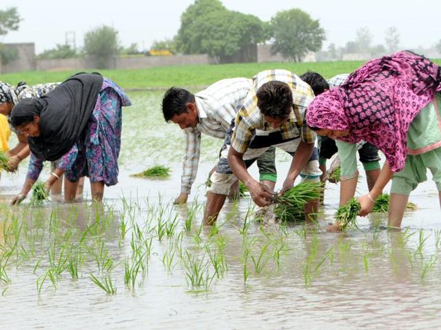 Punjab State Power Corporation Limited has assured cut-free summer this year.(Bharat Bhushan/HT Photo)