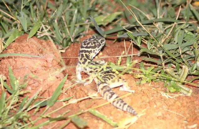 Indian Leopard Gecko (Photo courtesy: Surya Prakash)