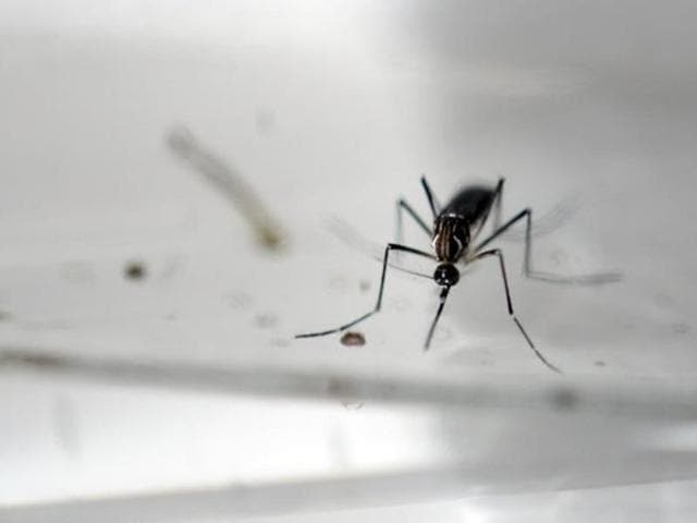 Zika has caused alarm throughout the Americas since cases of the birth defect microcephaly were reported in Brazil, the country hardest hit by the outbreak. (Twitter) Zika has caused alarm throughout the Americas since cases of the birth defect microcephaly were reported in Brazil, the country hardest hit by the outbreak. (Twitter)