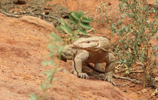 Aravalli region home to rare lizard species | Latest News Delhi